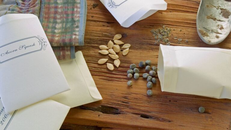 How to Start a Community Seed Swap Program